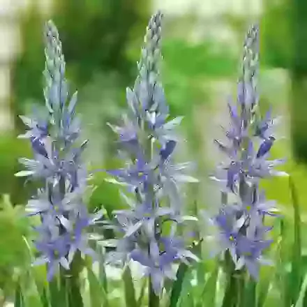 Blue Candle
